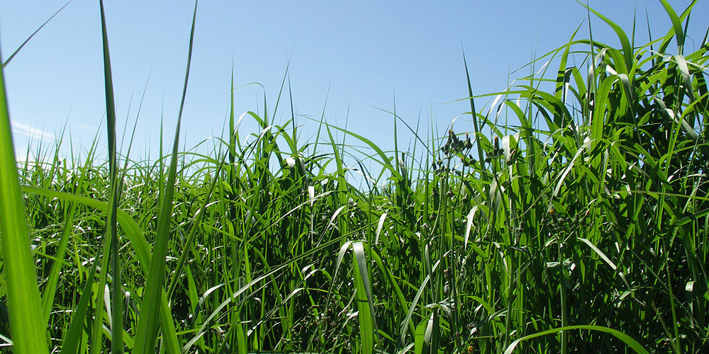la plantation de miscanthus en été est favorable à la biodiversité